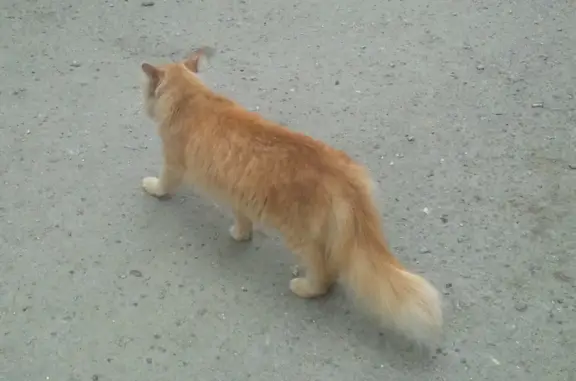 Найдена рыжая кошка в Тракторном районе, Проспект Ленина 179