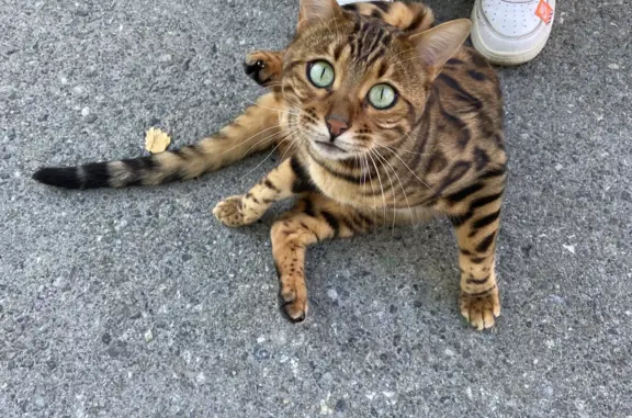 Найден пугливый Бенгальский кот на ул. Ленина