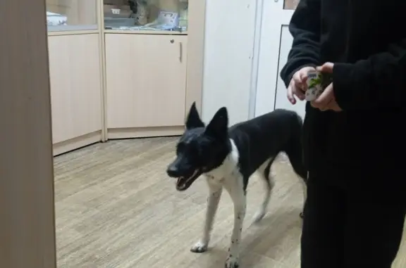 Найдена собака: Свердловский проспект, 8, Челябинск