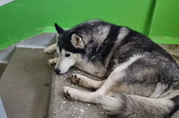 Собака хаски найдена на Новороссийской ул., 88, Челябинск