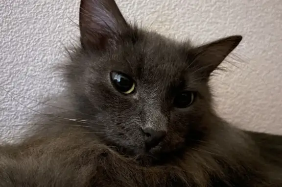 Пропал серый кот с ошейником в Соликамске, Пермский край