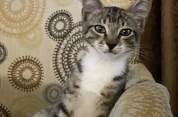 Котенок с большими ушами найден в Московской области