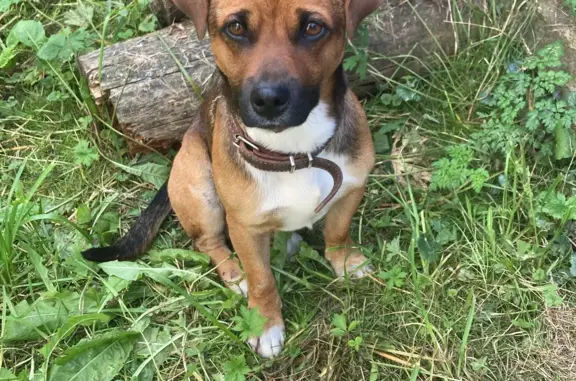 Найдена собака, Московская область, фото: Найдена собака на Владимирской улице