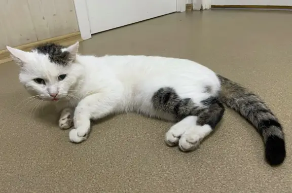 Найдена кошка с переломом хвоста, ул. Космонавта Комарова, 4