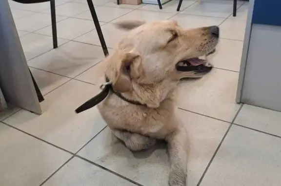 Собака Лабрадор найдена на 2-й Бугурусланской улице, Челябинск
