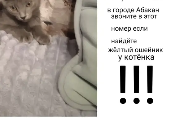 Пропала кошка Анфиса, ул. Чертыгашева, 152, Абакан