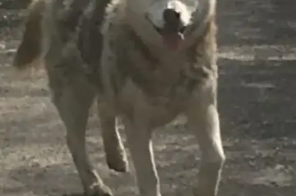 Собака-хаску найдена в Московской области