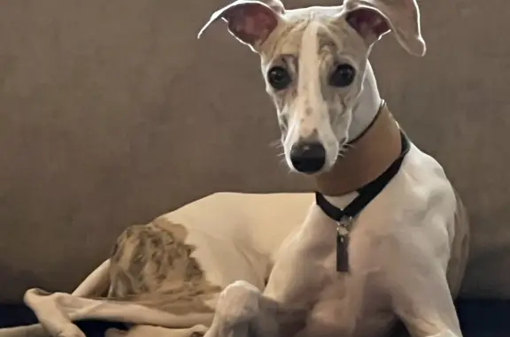 Собаки потеряшки, Москва, фото: Потеряшка собака Девочка, окрас белый с бежевыми пятнами. Адрес: Осенний бульвар, 10 к1, Москва.