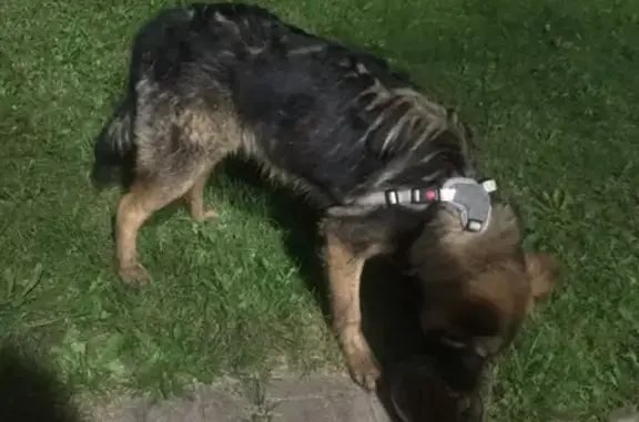 Найдена собака, Московская область, фото: Собака Смесь овчарки, молодая сука, найдена в СНТ Взлет, Московская область