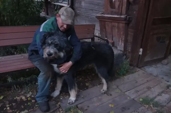 Собака найдена: Весёлая улица, 90, Красноярск