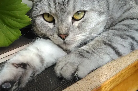 Найдена кошка Кот шотландец на Первомайской улице