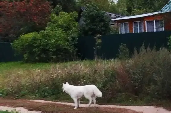 Найдена пушистая собака в Задубровском сельском поселении, Рязанская область