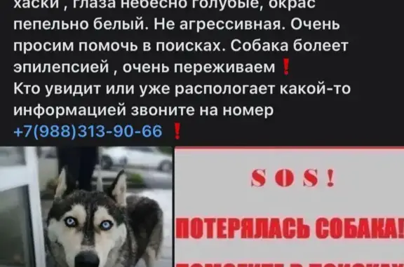 Пропала собака с эпилепсией: ул. Куникова, 55, Новороссийск