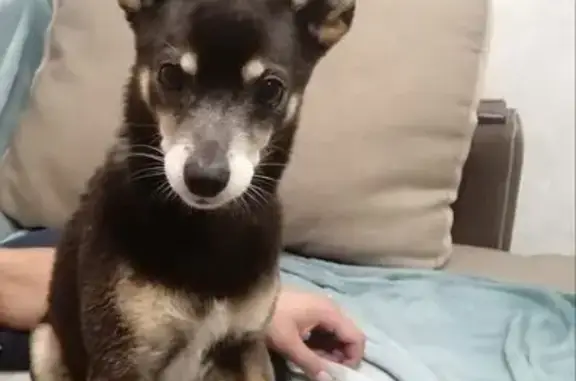 Собаки потеряшки, Санкт-Петербург, фото: Потеряшка собака Шустрик на Искровском проспекте, СПб