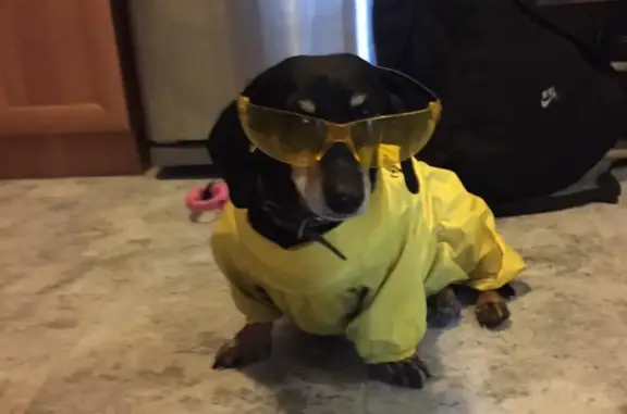 Собаки потеряшки, Санкт-Петербург, фото: Потеряшка собака Такса в Санкт-Петербурге, ул. Доблести