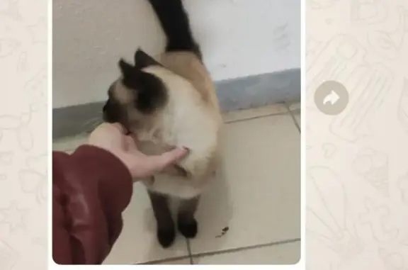 Найдена кошка на Таганской, 57, Екатеринбург