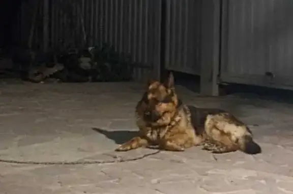 Собаки потеряшки, Пенза, фото: Потеряшка немецкая овчарка на ул. Камыши-Хвощи, 20, Пенза