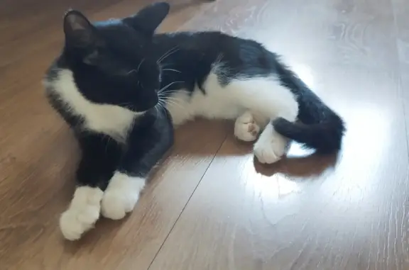 Найдена кошка, Москва, фото: Найдена кошка-котенок, потерялась около школы 1420, Москва