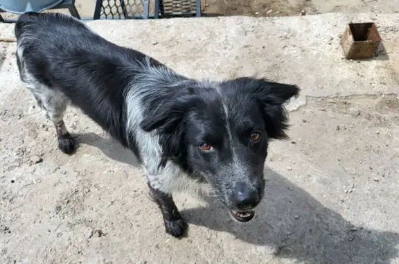 Пропала собака в Красноярском крае