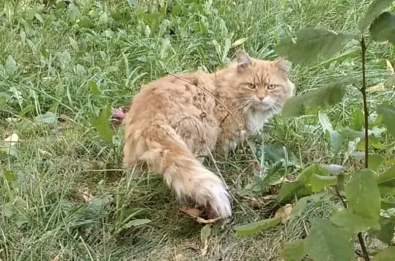 Найдена кошка: 2-й Ирининский пер., 3, Москва
