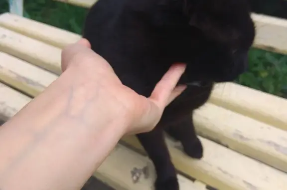 Потерян черный кот с белым пятнышком на ул. Красного Маяка, Москва