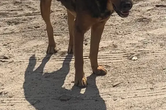Найден пёс в Красноармейском районе, ищем хозяина