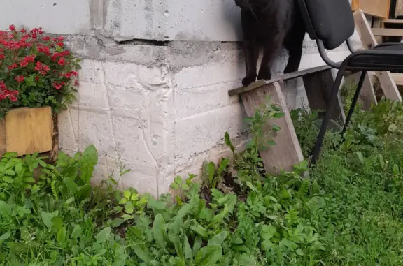 Пропала кошка Чёрный кот, Свердловская область