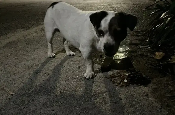 Найдена собака, Ростов-на-Дону