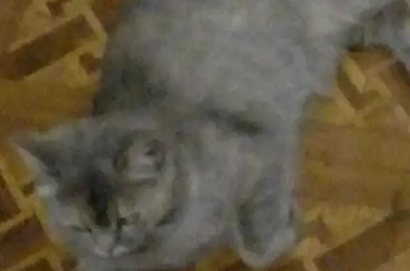 Кошка найдена: Серый котик на Петрозаводской ул., 5 к4, Москва