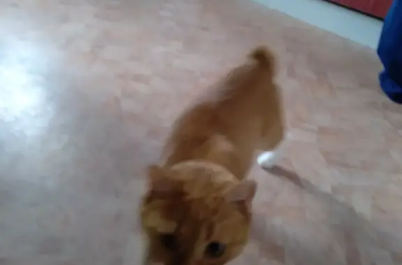 Найдена молодая рыжая кошка в Подпорожском городском поселении