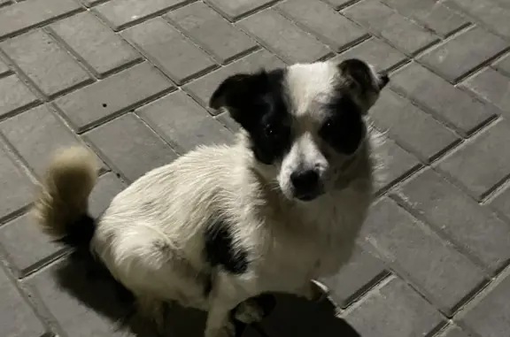 Найдена собака в Новой Усмани, Воронежская область