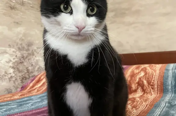 Кошки потеряшки, Санкт-Петербург, фото: Потеряшка кошка: Большой черно-белый кот, Яковлевский пер., СПб