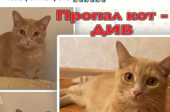 Пропавшая кошка на ул. Пермякова, 68, Тюмень