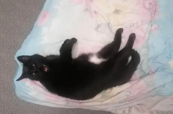 Кошки потеряшки, Москва, фото: Потеряшка кот ХВОСТИК, Ореховый проезд, Москва