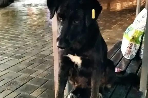 Найдена собака Мальчик в Пятигорске, проспект Кирова, 58