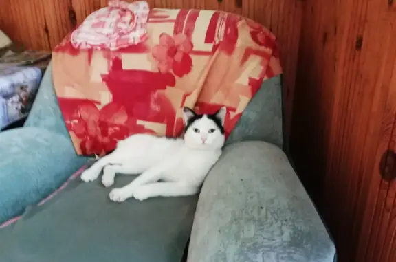 Найдена кошка Мальчик, окрас белый с чёрными пятнами, Челябинск
