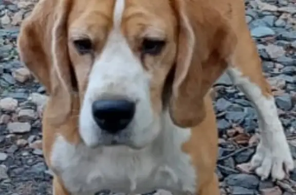 Пропала собака породы Бигли по адресу Омск