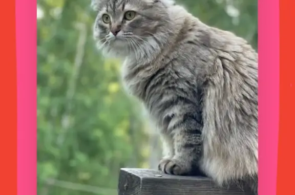 Пропала пушистая кошка в Новосибирске