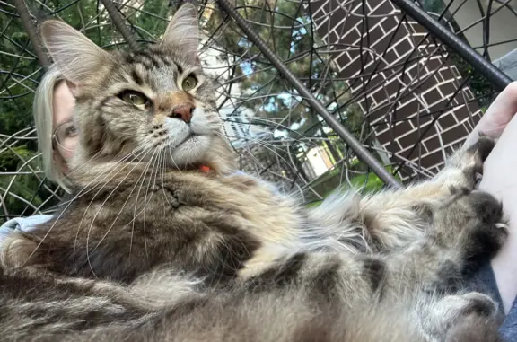 Пропала кошка Мейнкун серого цвета в Клопово
