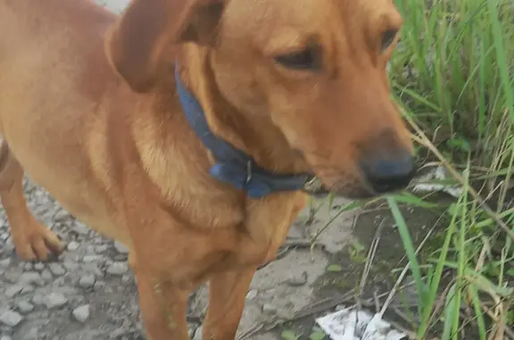 Собака найдена на Узловой улице, Хабаровск