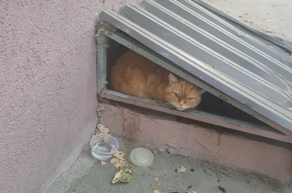 Найдена кошка, адрес: ул. Ленина, Ставрополь