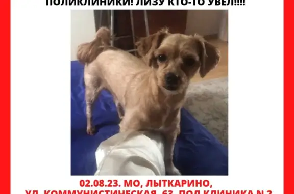 Пропала собака Метис болонки, Коммунистическая ул., Лыткарино