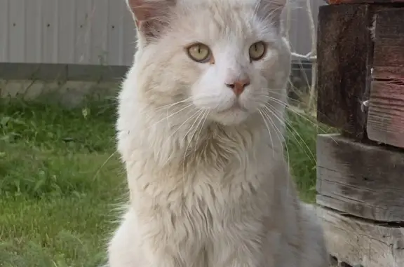 Найдена персиковая кошка на ул. Советская, Урик