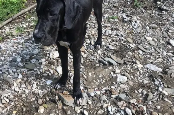 Пропала собака в Лесниково, Республика Крым