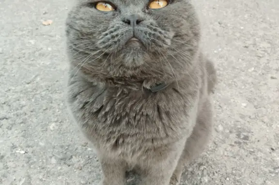 Найден породистый кот, улица Гагарина, 36, Чебоксары