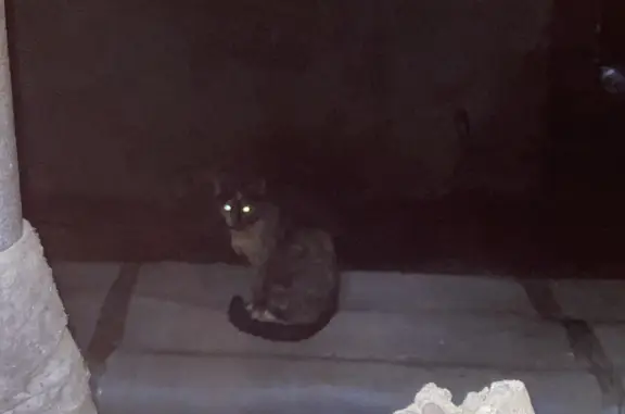 Найдена кошка черно-рыжего окраса, ул. Карла Маркса 150