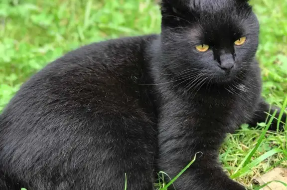 Пропала чёрная кошка, адрес: 6-й Строительный проезд, 1
