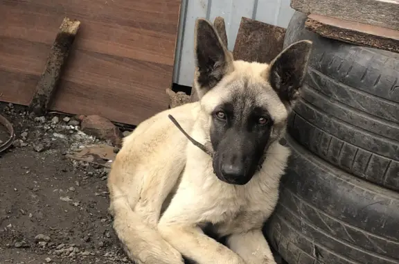 Потерянные животные Омск, фото: Пропала немецкая овчарка, ул. Муромцева, 47, Омск