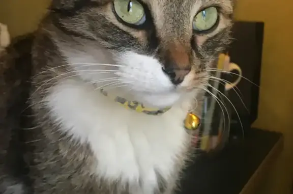 Кошки потеряшки, Москва, фото: Потеряшка кошка Мартын на ул. Расковой, Москва