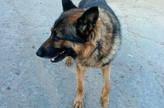 Найдена собака, Санкт-Петербург, фото: Собака Бегал на Ленинградском шоссе